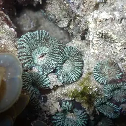 Starry Cup Coral, photo 10