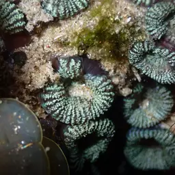 Starry Cup Coral, photo 11