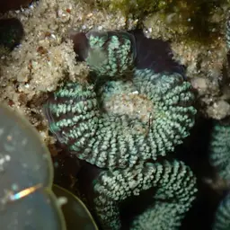 Starry Cup Coral, photo 12