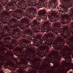 False Knob Coral, photo 1