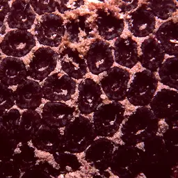 False Knob Coral, photo 2