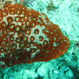 False Knob Coral, photo 3