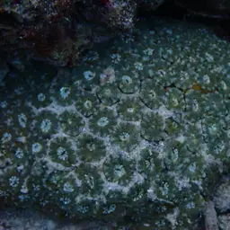False Knob Coral, photo 4