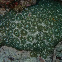 False Knob Coral, photo 5