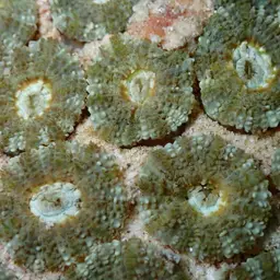 False Knob Coral, photo 6