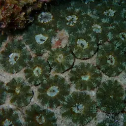 False Knob Coral, photo 7