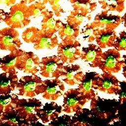 False Knob Coral, photo 8