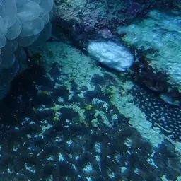 False Knob Coral, photo 9
