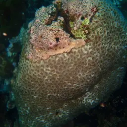 Starry Cup Coral, photo 1