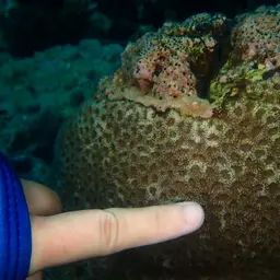 Starry Cup Coral, photo 2
