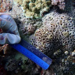 Starry Cup Coral, photo 3