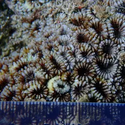 Starry Cup Coral, photo 4