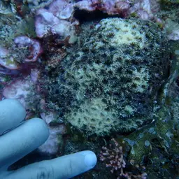 Starry Cup Coral, photo 5