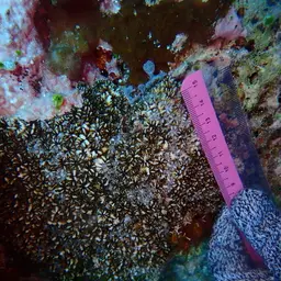 Starry Cup Coral, photo 6