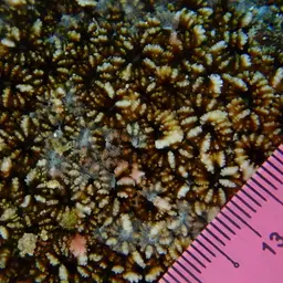 Starry Cup Coral, photo 7