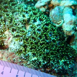 Starry Cup Coral, photo 8