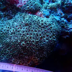 Starry Cup Coral, photo 9