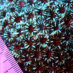 Starry Cup Coral, photo 10