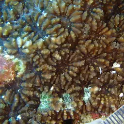 Starry Cup Coral, photo 11