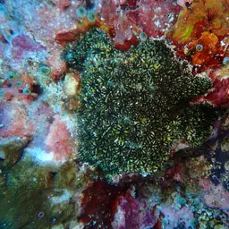 Starry Cup Coral, photo 12