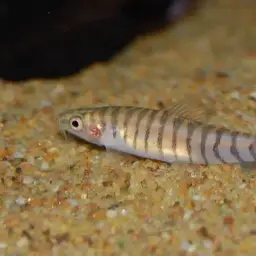 Hovering Zebra Loach, photo 5
