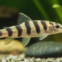 Hovering Zebra Loach, photo 1