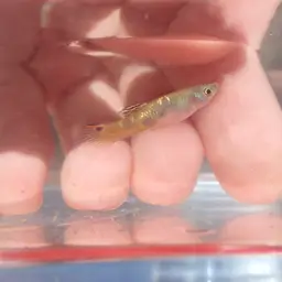 Scarlet Livebearer, photo 2