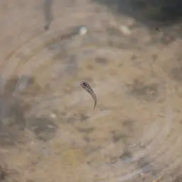 Scarlet Livebearer, photo 4