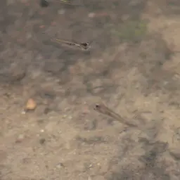 Scarlet Livebearer, photo 5