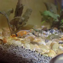 Scarlet Livebearer, photo 6
