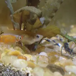 Scarlet Livebearer, photo 7