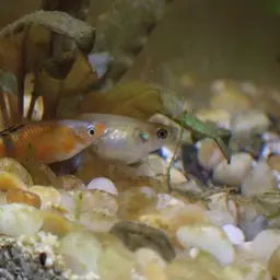 Scarlet Livebearer, photo 8