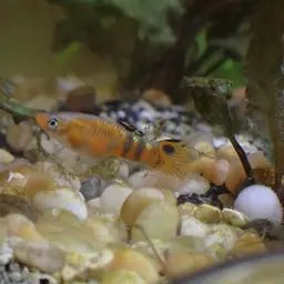 Scarlet Livebearer, photo 10