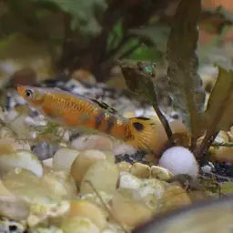 Scarlet Livebearer, photo 11