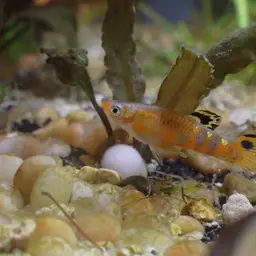 Scarlet Livebearer, photo 12