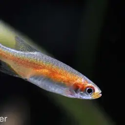 Red Dwarf Rasbora, photo 2