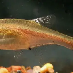 Red Dwarf Rasbora, photo 3