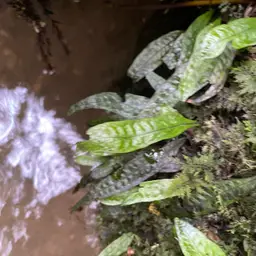 Java Fern, photo 2