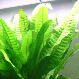 Java Fern