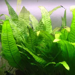 Java Fern, photo 3