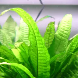 Java Fern, photo 4