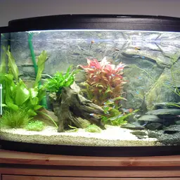 Java Fern, photo 5