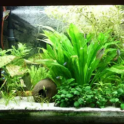 Java Fern, photo 6