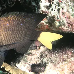 Yellowtail damselfish