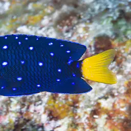Yellowtail damselfish, photo 2