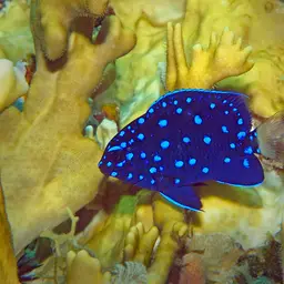 Yellowtail damselfish, photo 3