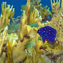 Yellowtail damselfish, photo 4