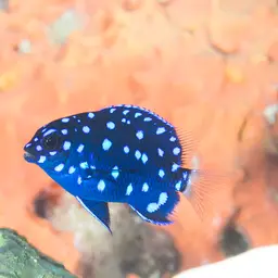 Yellowtail damselfish, photo 5