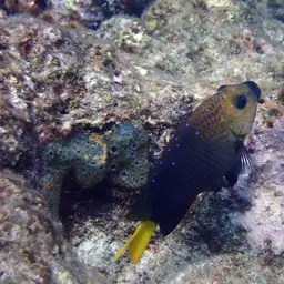 Yellowtail damselfish, photo 6