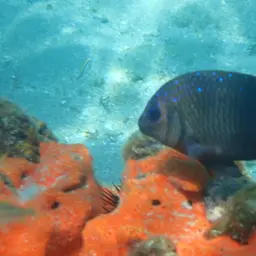 Yellowtail damselfish, photo 7